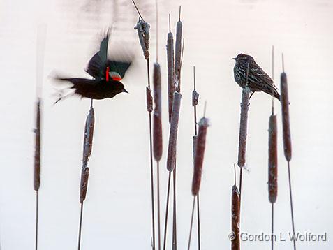 Mr & Mrs Red-winged Blackbird_DSCF01304.jpg - Red-winged Blackbird (Agelaius phoeniceus) photographed along the Rideau Canal Waterway at Kilmarnock, Ontario, Canada.